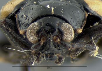 Media type: image; Entomology 18771   Aspect: head frontal view